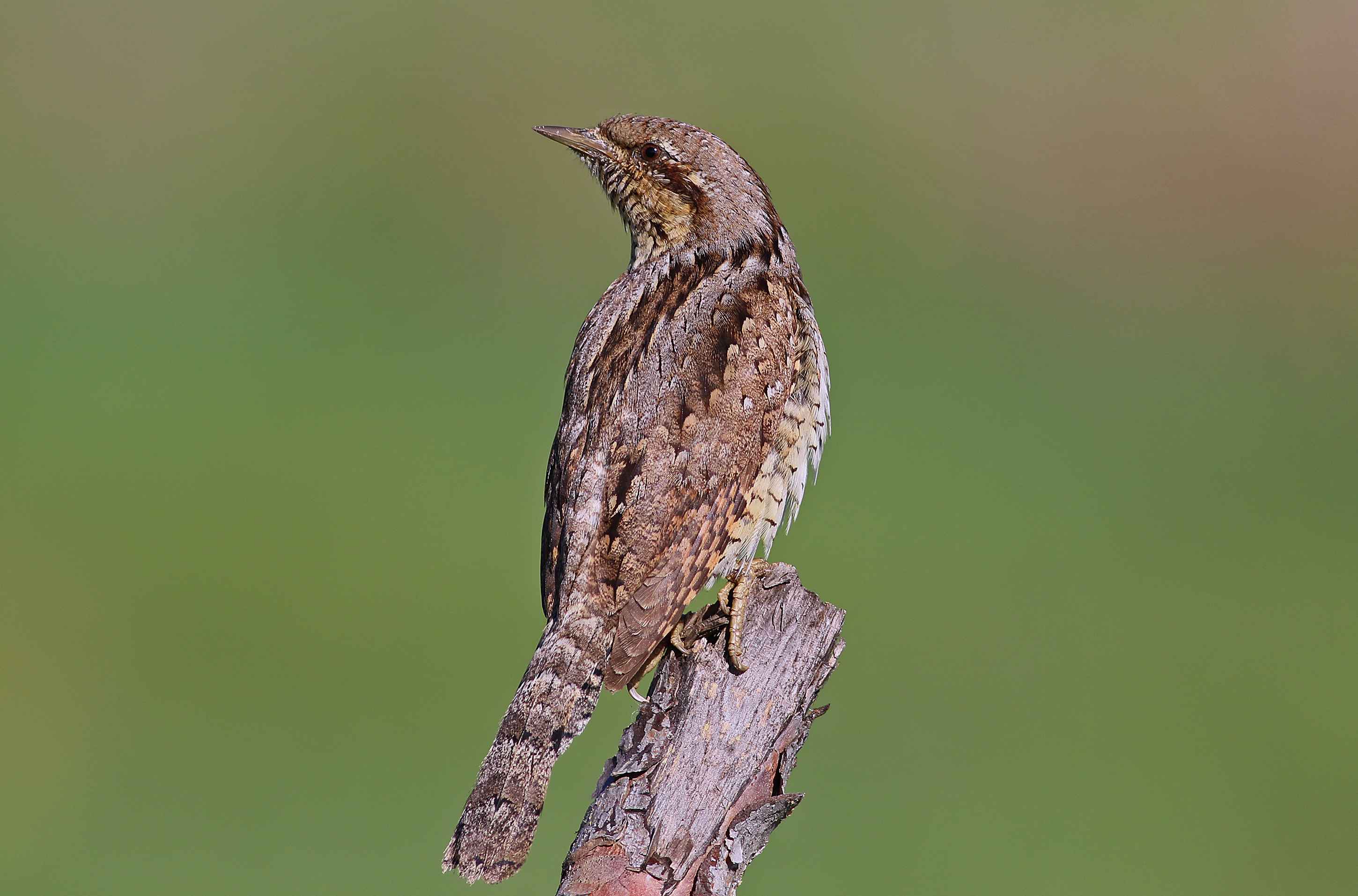 Eurasian Wryneck